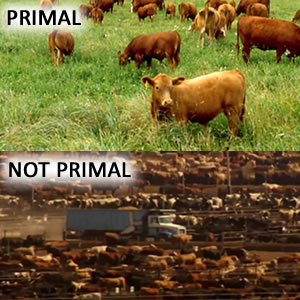 Pasture fed meat vs factory farmed meat