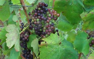 Is Biodynamic Organic Wine Healthier? – Part 1